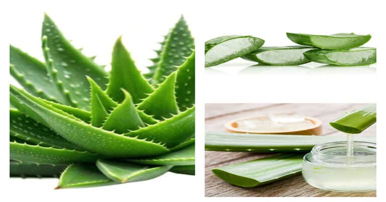 Aloe Vera - Nature's Healing Gift