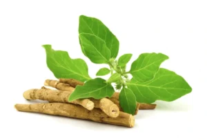 Natural Remedies for Stress and Anxiety 2 ashwagandha