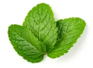 mint leaves