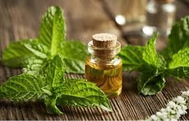 Peppermint Oil
