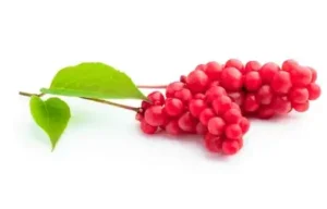 Schisandra Berry