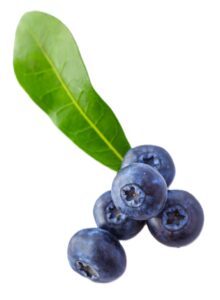 Blue berries
