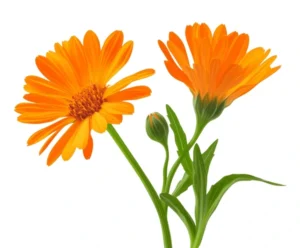 calendula