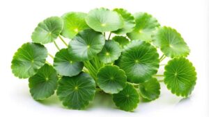 gotu kola