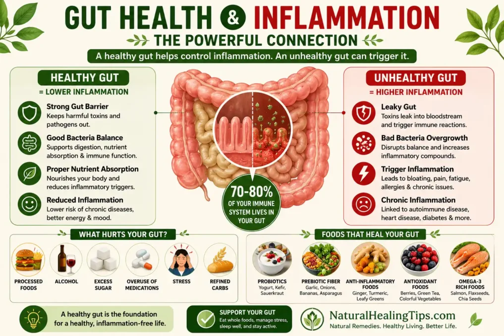 Anti-Inflammatory Diet for Natural Healing 2 Illustration showing the connection between gut health and chronic inflammation with digestive system, healthy gut bacteria, immune response, and anti-inflammatory foods