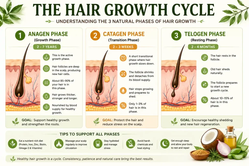 Infographic explaining the anagen catagen and telogen phases of the natural hair growth cycle with scalp and follicle illustrations