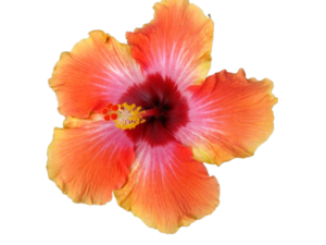 hibiscus_flower