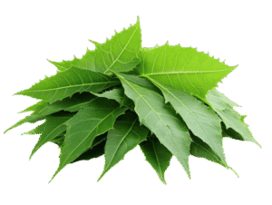 neem leaves